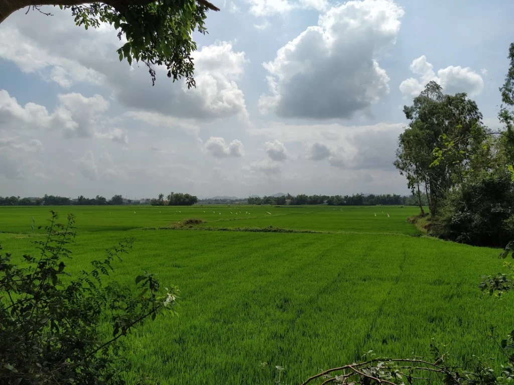 Những cánh đồng trước và sau nhà vẫn còn đó. Ảnh tôi chụp lại quê nhà khoảng năm 2020.