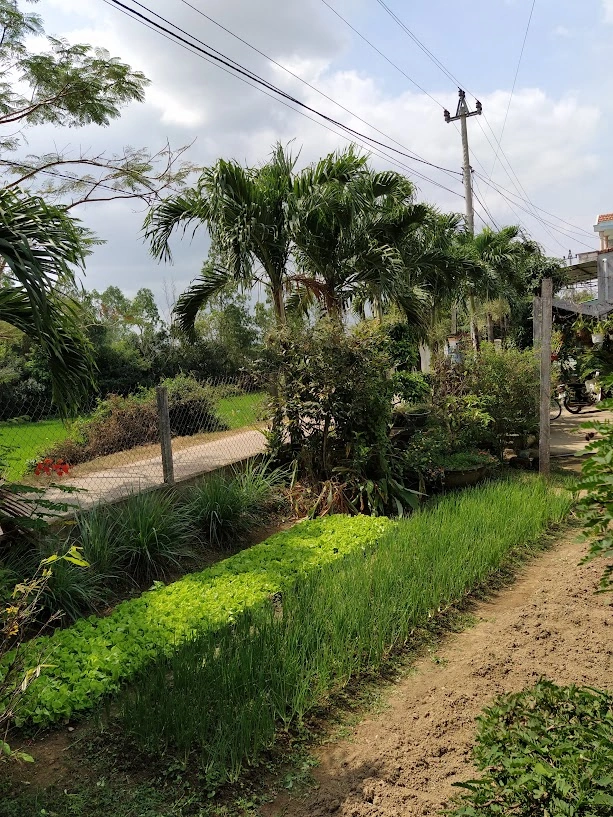 Vườn rau xanh nhà Lý Quốc tân